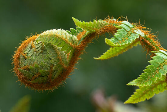 Fern frond