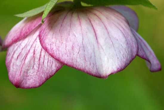 Hellebore