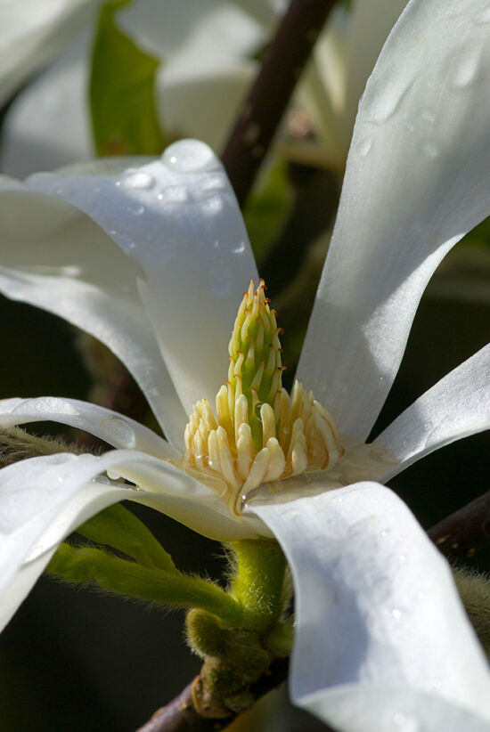 Magnolia stellata