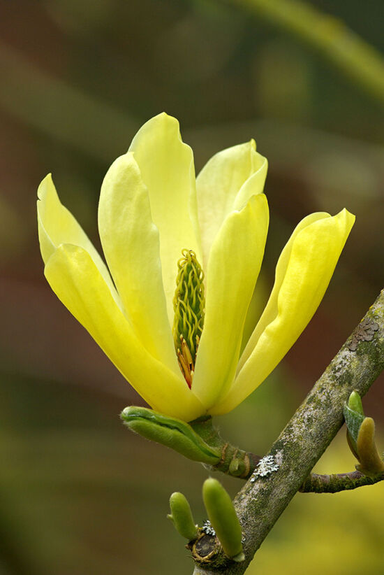 Magnolia