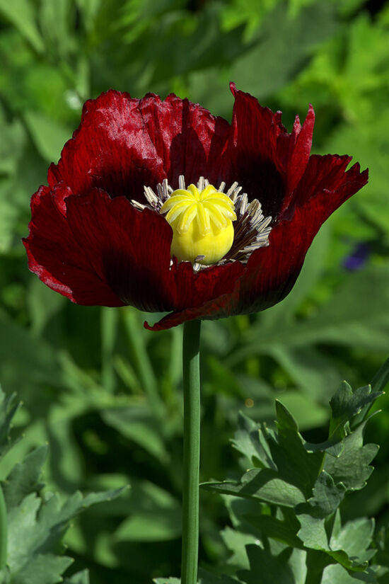 Papaver somniferum