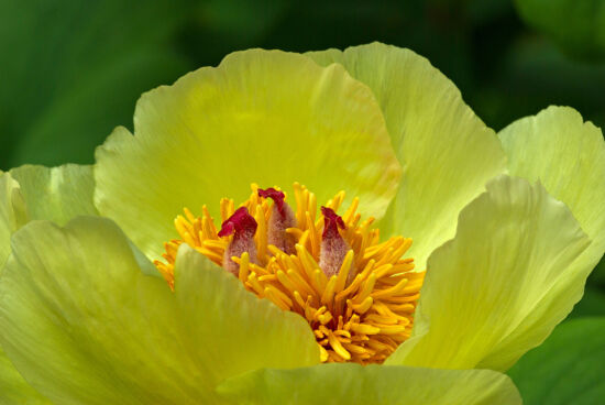Peony