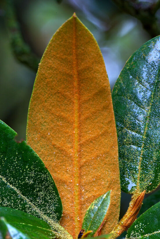 Rhododendron