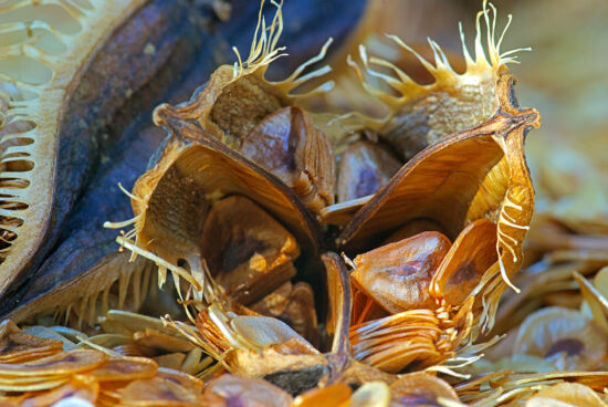 Cardiocrinum seedpod