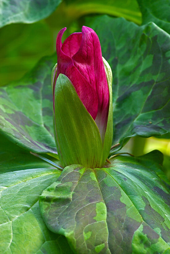 Trillium chloropetalum
