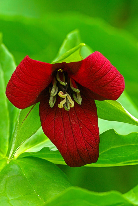 Trillium