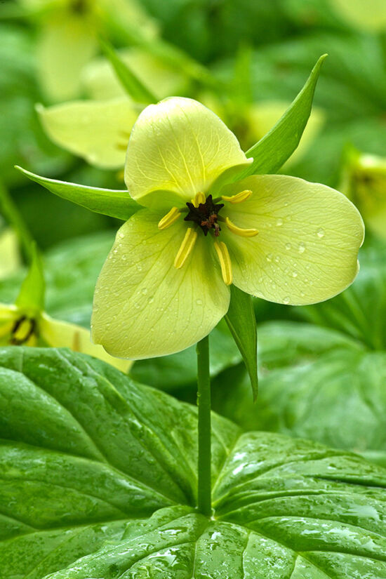 Trillium