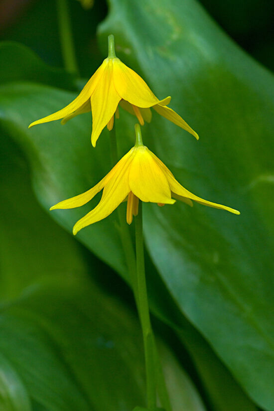 Yellow erythronium