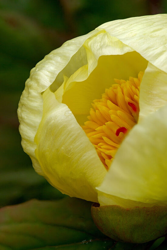 Paeonia mlokosewitschii