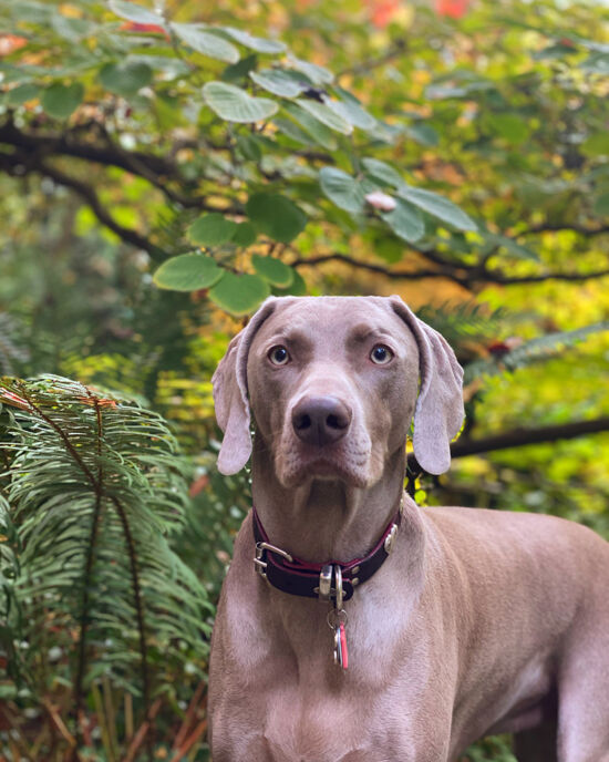 Joe Abken photo of dog in garden