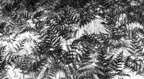 Ferns at Bloedel, photo