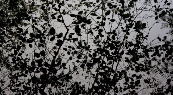 Leaves on a pond photo