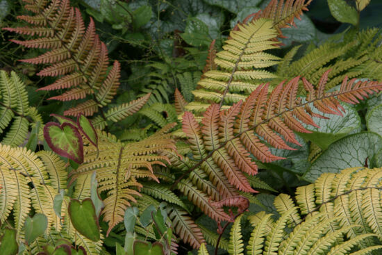 Dryopteris lepidopoda
