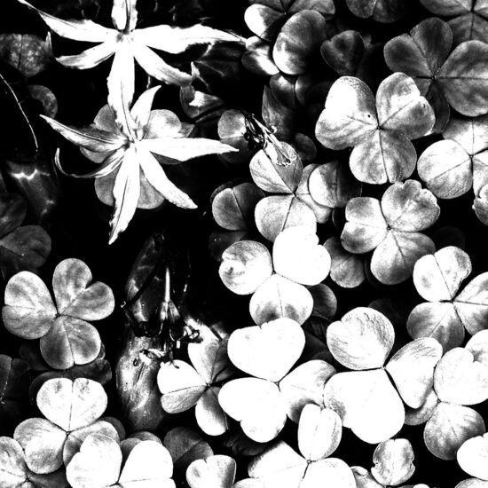 Oxalis photo