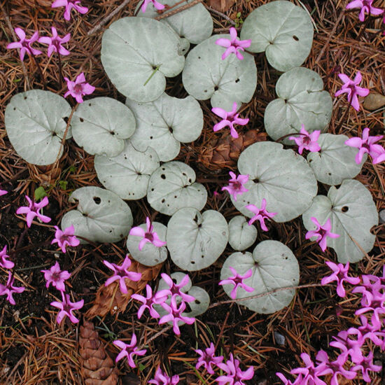Cyclamen photo