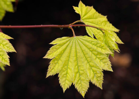 Acer circinatum ‘Sungold’ Sungold Vine Maple: Closeup of foliage.