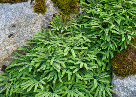 Adiantum aleuticum var. subpumilum Dwarf Maidenhair: Habit. Shown in garden situation.