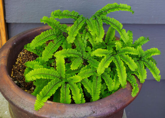 Adiantum aleuticum var. subpumilum Dwarf Maidenhair: In pot.