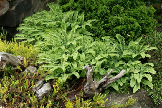 Adiantum aleuticum var.