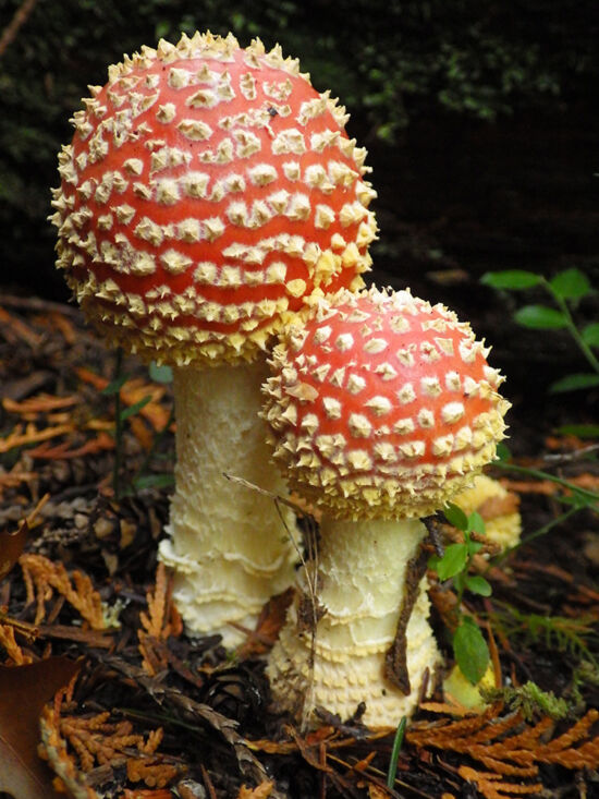 Fly agaric (Amanita muscaria), a very photogenic mushroom appearing in September and October.