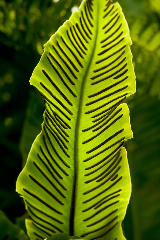 Asplenium scolopendrium