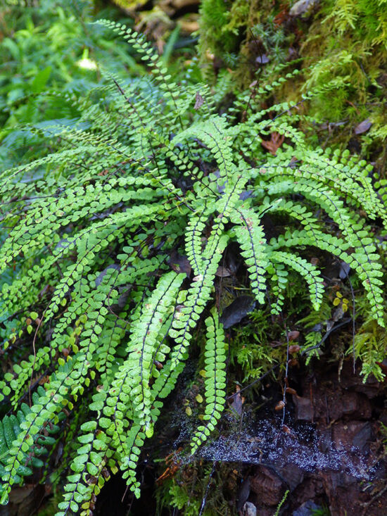 Maidenhair Spleenwort (Aslpenium trichomanes), a fern with a delicate beauty that hides a tough cold and drought tolerant spirit.