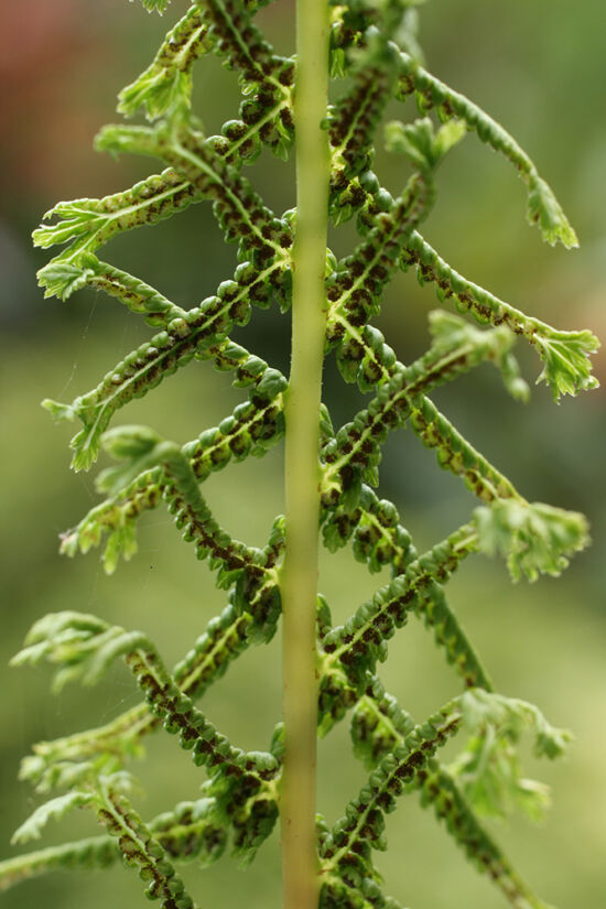Athyrium filix-femina (Cruciato cristatum Group) 'Dre's-Daggar'