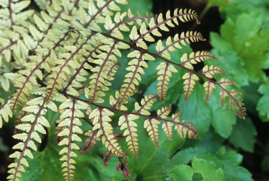 Athyrium otophorum