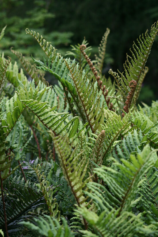 Blechnum chilense