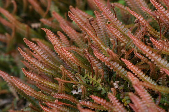 Blechnum penna-marina