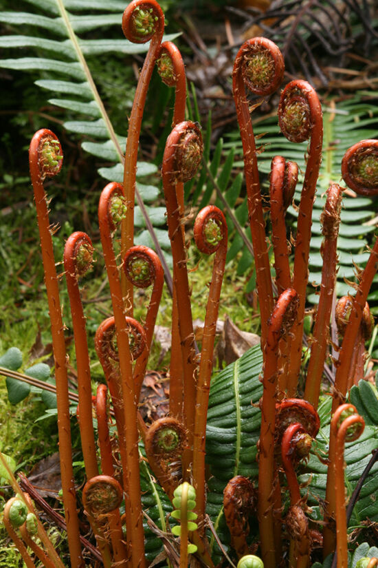 Blechnum spicant