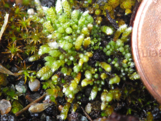 Silvergreen bryum moss (Bryum argenteum), a diminutive moss of rock and parking lots. The penny is provided for scale. New growth lacks chlorophyll and appears silvery.