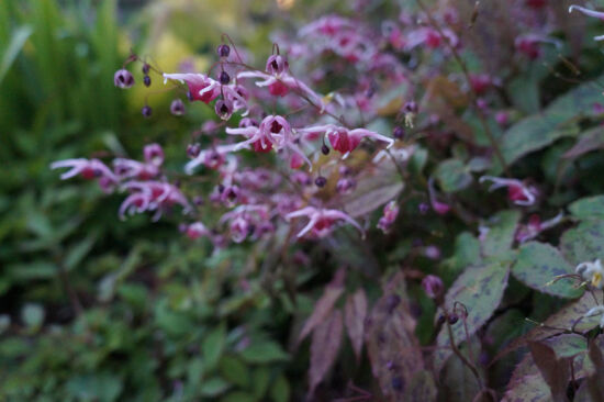 Epimedium, Center for Urban Horticulture