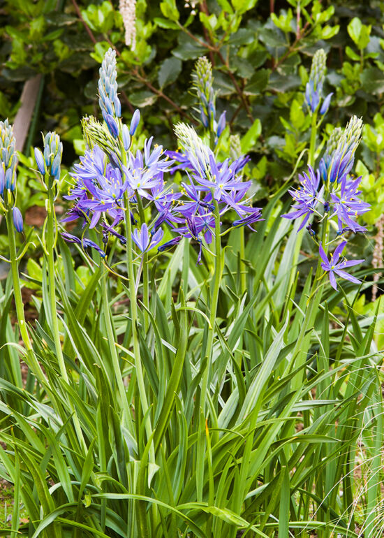 Camassia leichtlinii, Great Camas: Habit with bloom.