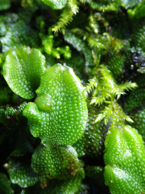 Snake liverwort (Coniocephalum conicum). The common name derives from the thallus’s superficial resemblance to snake skin.