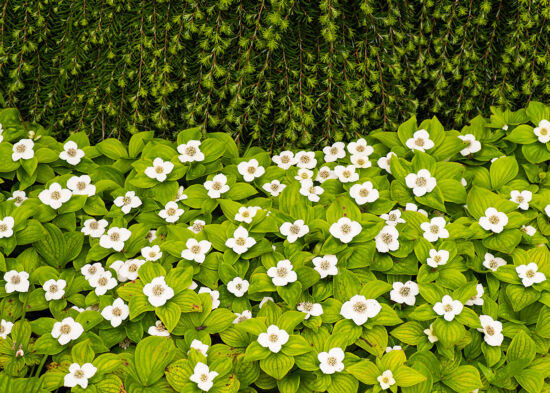Cornus canadensis Creeping Dogwood: Habit with bloom.