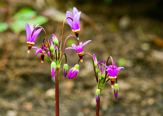 Dodecatheon jeffreyi, Jeffery’s Shooting Star: Closeup of bloom.