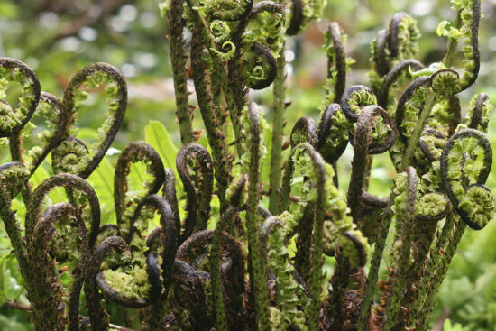 Dryopteris namegatae