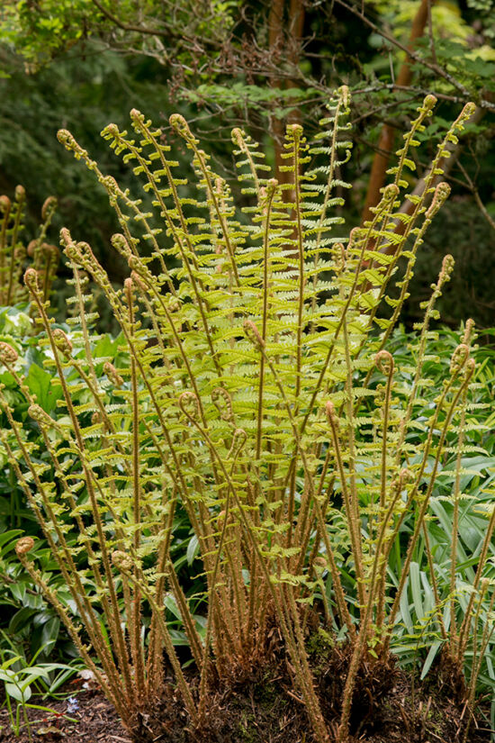 Dryopteris x complexa 'Stableri Crisped'
