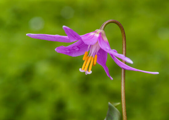 Erythronium revolutum, Coast Fawn Lily: Closeup of bloom.