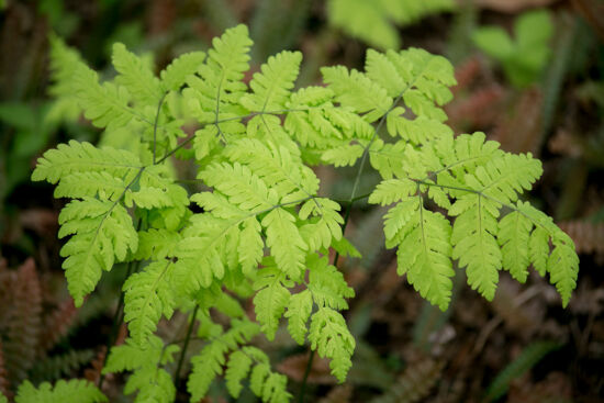 Gynmocarpium drypoteris 'Plumosum'