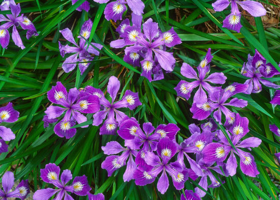 Iris douglasiana, Douglas’s Iris: Habit and closeup of bloom.