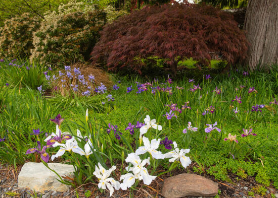 Iris Pacific Coast Hybrids: Habit and bloom. Shown in garden situation.