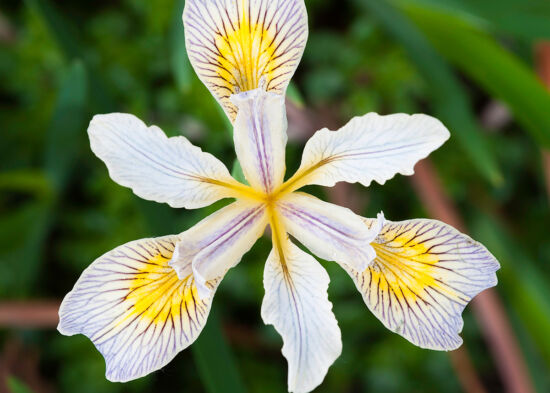 Iris Pacific Coast Hybrid: Closeup of bloom.