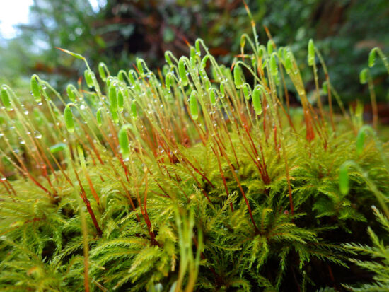 Menzies’s tree moss (Leucolepis acanthoneuron). Named after Archibald Menzies who collected specimens of this moss while botanizing the Puget Sound region in 1790’s as part of Captain George Vancouver’s expedition on the HMS Discovery.