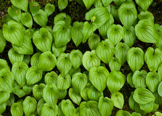 Maianthemum dilitatum, False Lily-of-the-Valley: Habit showing new spring foliage.