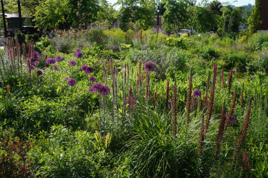 McMenamins Meadow