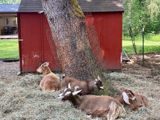 Goats!