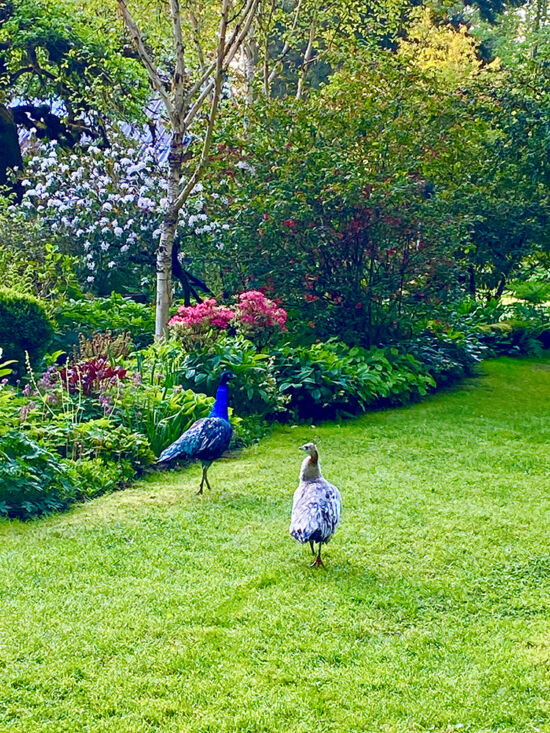 Peacock and peahen