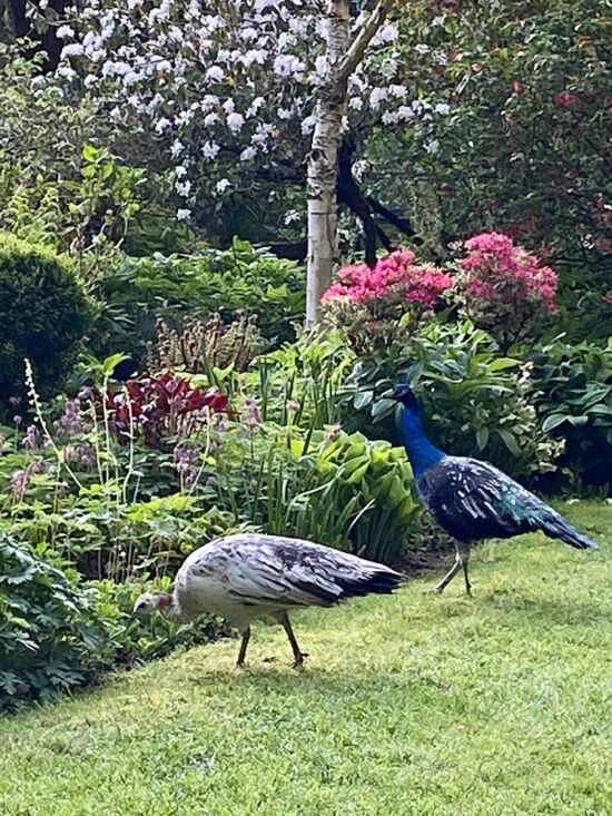 Peacocks in spring
